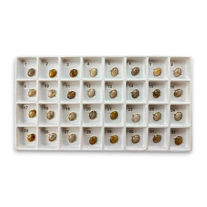 Choose Your Own Fossil Coral Oval – Gold